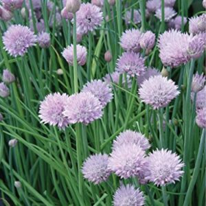 Burpee Common Chives Seeds 1000 seeds