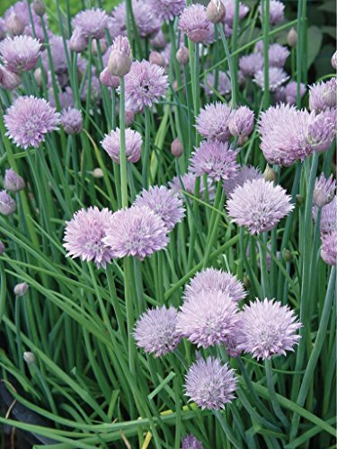 Burpee Common Chives Seeds 1000 seeds