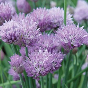 Burpee Common Chives Seeds 1000 seeds