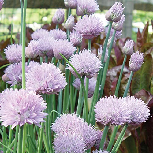 Burpee Common Chives Seeds 1000 seeds