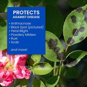 BioAdvanced 3-In-1 Insect, Disease and Mite Control, Ready-to-Spray, 32 oz