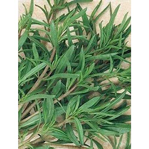 Summer Savory Seeds - Every herb Garden Needs Savory Seeds-(25 - Seeds)