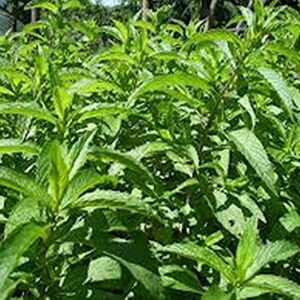 Summer Savory Seeds - Every herb Garden Needs Savory Seeds-(25 - Seeds)