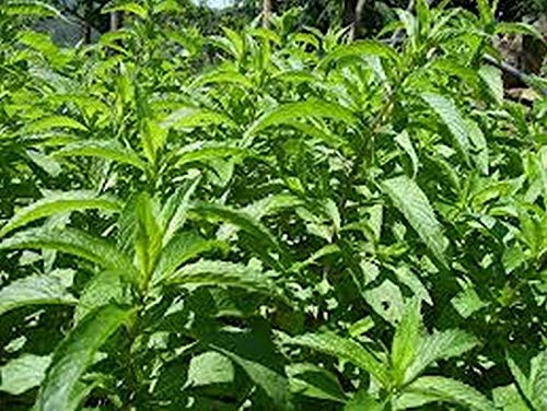 Summer Savory Seeds - Every herb Garden Needs Savory Seeds-(25 - Seeds)