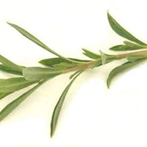 Summer Savory Seeds - Every herb Garden Needs Savory Seeds-(25 - Seeds)