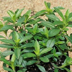 Summer Savory Seeds - Every herb Garden Needs Savory Seeds-(25 - Seeds)