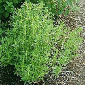 Summer Savory Seeds - Every herb Garden Needs Savory Seeds-(25 - Seeds)