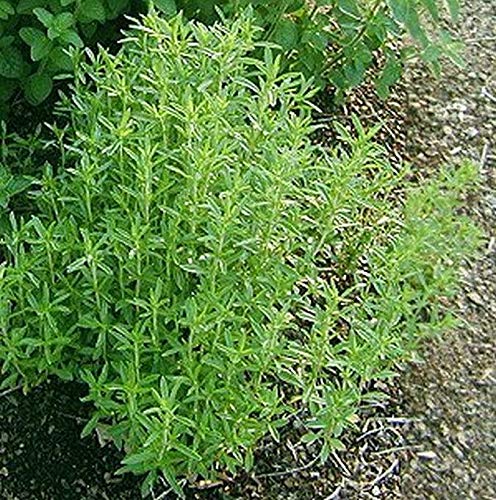 Summer Savory Seeds - Every herb Garden Needs Savory Seeds-(25 - Seeds)