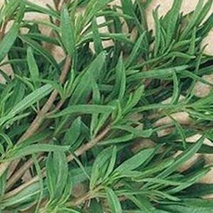 Summer Savory Seeds - Every herb Garden Needs Savory Seeds-(25 - Seeds)