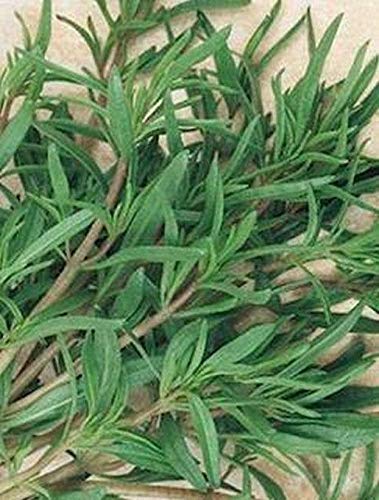 Summer Savory Seeds - Every herb Garden Needs Savory Seeds-(25 - Seeds)