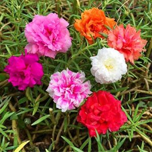 QAUZUY GARDEN Mixed Moss Rose Seeds 1000 Seeds ‘Portulaca Grandiflora’ Flowers for Bonsai Garden Balcony Heat Drought Tolerant Fast-Growing Ground Cover Low-Maintenance