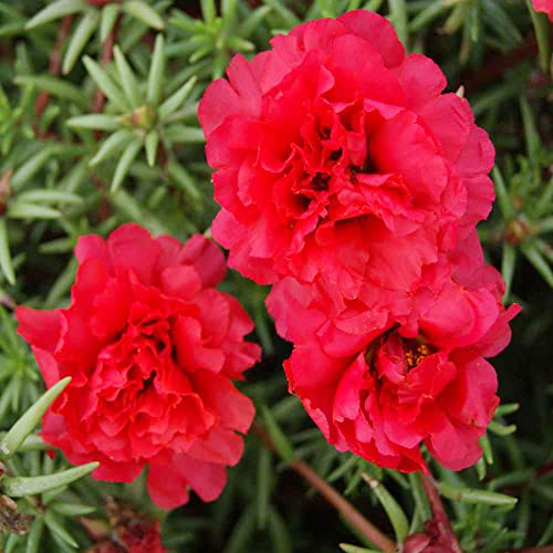 QAUZUY GARDEN Mixed Moss Rose Seeds 1000 Seeds ‘Portulaca Grandiflora’ Flowers for Bonsai Garden Balcony Heat Drought Tolerant Fast-Growing Ground Cover Low-Maintenance