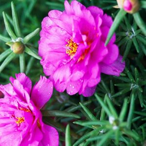 QAUZUY GARDEN Mixed Moss Rose Seeds 1000 Seeds ‘Portulaca Grandiflora’ Flowers for Bonsai Garden Balcony Heat Drought Tolerant Fast-Growing Ground Cover Low-Maintenance