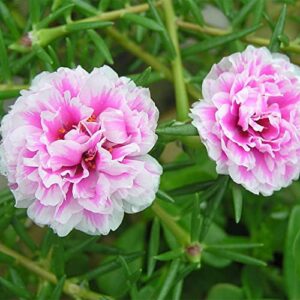 QAUZUY GARDEN Mixed Moss Rose Seeds 1000 Seeds ‘Portulaca Grandiflora’ Flowers for Bonsai Garden Balcony Heat Drought Tolerant Fast-Growing Ground Cover Low-Maintenance