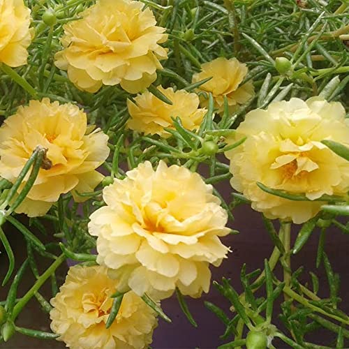 QAUZUY GARDEN Mixed Moss Rose Seeds 1000 Seeds ‘Portulaca Grandiflora’ Flowers for Bonsai Garden Balcony Heat Drought Tolerant Fast-Growing Ground Cover Low-Maintenance