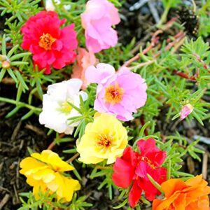 QAUZUY GARDEN Mixed Moss Rose Seeds 1000 Seeds ‘Portulaca Grandiflora’ Flowers for Bonsai Garden Balcony Heat Drought Tolerant Fast-Growing Ground Cover Low-Maintenance