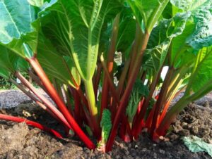 200-rhubarb seeds for planting in vegetable garden-perennial