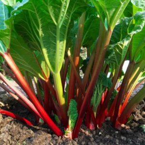 200-Rhubarb Seeds for Planting in Vegetable Garden-Perennial