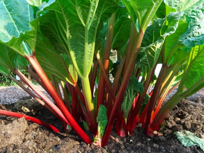 200-Rhubarb Seeds for Planting in Vegetable Garden-Perennial