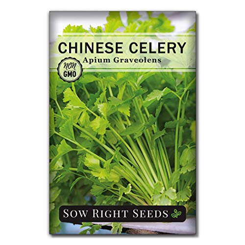 Sow Right Seeds - Asian Greens Collection for Planting - Individual Packets Thai Basil, Pak Choi, Chinese Celery, Michihili Cabbage and Tat SOI, Non-GMO Heirloom Seeds
