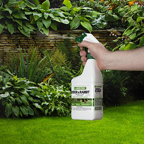 Liquid Fence Deer and Rabbit Repellent, Keep Deer and Rabbits Out of Garden Patio and Backyard, Use on Gardens Shrubs and Trees, Harmless to Plants and Animals When Used & Stored as Directed, 32 fl Ounce