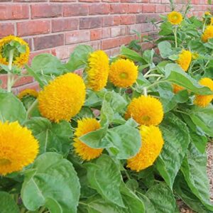 Helianthus Annuus Seeds Sunflower 'Teddy Bear' Annual Fast-Growing Attracts Bees Butterflies & Hummingbirds Cut Flowers Bed Border Wall Side Outdoor 150Pcs Flower Seeds by YEGAOL Garden