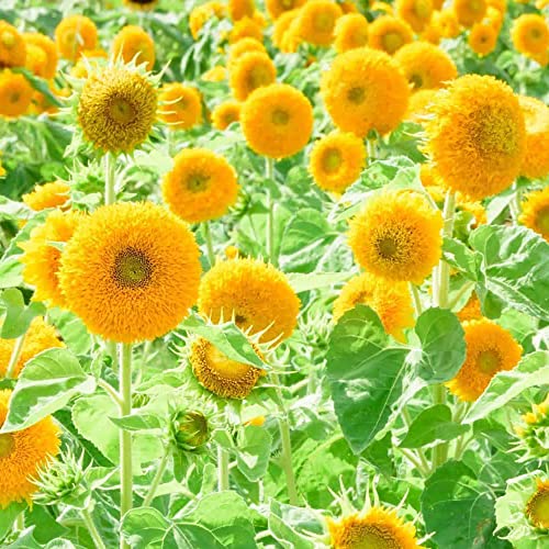 Helianthus Annuus Seeds Sunflower 'Teddy Bear' Annual Fast-Growing Attracts Bees Butterflies & Hummingbirds Cut Flowers Bed Border Wall Side Outdoor 150Pcs Flower Seeds by YEGAOL Garden