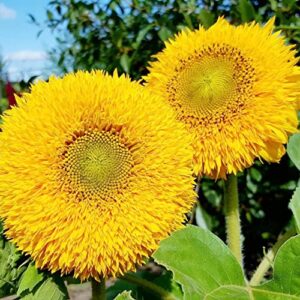 Helianthus Annuus Seeds Sunflower 'Teddy Bear' Annual Fast-Growing Attracts Bees Butterflies & Hummingbirds Cut Flowers Bed Border Wall Side Outdoor 150Pcs Flower Seeds by YEGAOL Garden