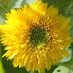 Helianthus Annuus Seeds Sunflower 'Teddy Bear' Annual Fast-Growing Attracts Bees Butterflies & Hummingbirds Cut Flowers Bed Border Wall Side Outdoor 150Pcs Flower Seeds by YEGAOL Garden