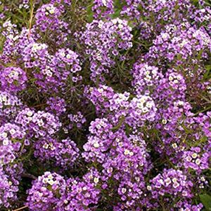 Alyssum Royal Sweet Carpet Seeds - Lobularia maritima - B151 (2000 Seeds)