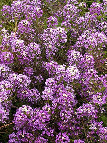 Alyssum Royal Sweet Carpet Seeds - Lobularia maritima - B151 (2000 Seeds)