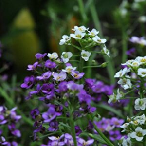 Alyssum Royal Sweet Carpet Seeds - Lobularia maritima - B151 (2000 Seeds)