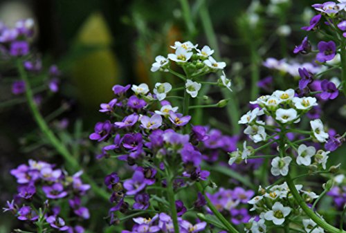 Alyssum Royal Sweet Carpet Seeds - Lobularia maritima - B151 (2000 Seeds)