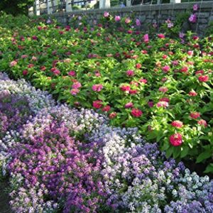 Alyssum Royal Sweet Carpet Seeds - Lobularia maritima - B151 (2000 Seeds)