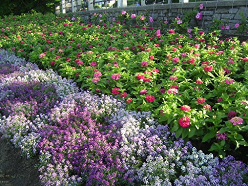 Alyssum Royal Sweet Carpet Seeds - Lobularia maritima - B151 (2000 Seeds)