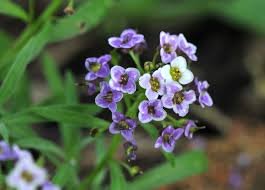 Alyssum Royal Sweet Carpet Seeds - Lobularia maritima - B151 (2000 Seeds)