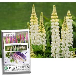 white russell lupine seeds for planting, 100+ flower seeds per packet, (isla’s garden seeds), non gmo & heirloom seeds, botanical name: lupinus polyphyllus, great home flower garden gift