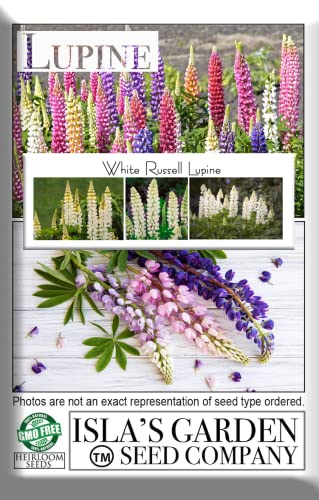 White Russell Lupine Seeds for Planting, 100+ Flower Seeds Per Packet, (Isla's Garden Seeds), Non GMO & Heirloom Seeds, Botanical Name: Lupinus polyphyllus, Great Home Flower Garden Gift