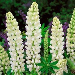 White Russell Lupine Seeds for Planting, 100+ Flower Seeds Per Packet, (Isla's Garden Seeds), Non GMO & Heirloom Seeds, Botanical Name: Lupinus polyphyllus, Great Home Flower Garden Gift