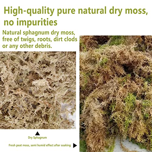 Premium 3 QT Sphagnum Moss for Plants in Pots - Ideal for Orchids, Succulents, Garden Flowers, and Reptiles - Helps Maintain Optimal Humidity Levels