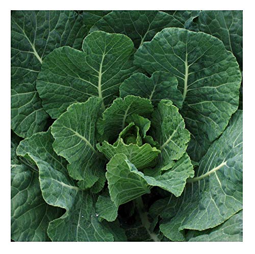 David's Garden Seeds Collards Georgia Southern FBA-1263 (Green) 200 Non-GMO, Heirloom Seeds