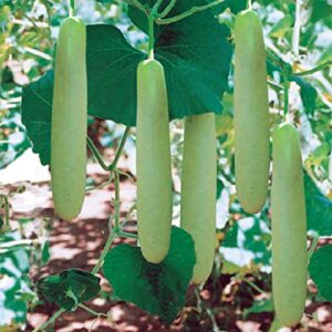 gourd seeds – big green sausage – 2 g packet ~60 seeds – lagenaria siceraria – farm & garden vegetable seeds – non-gmo, heirloom, open pollinated, annual