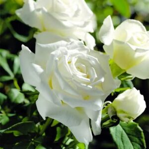 200+ white rare rose seeds multicolored flower non-gmo heirloom garden home for planting to grow