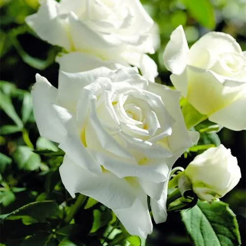 200+ White Rare Rose Seeds Multicolored Flower Non-GMO Heirloom Garden Home for Planting to Grow