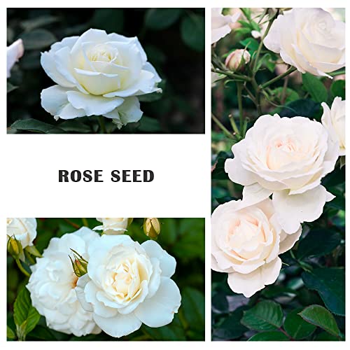 200+ White Rare Rose Seeds Multicolored Flower Non-GMO Heirloom Garden Home for Planting to Grow