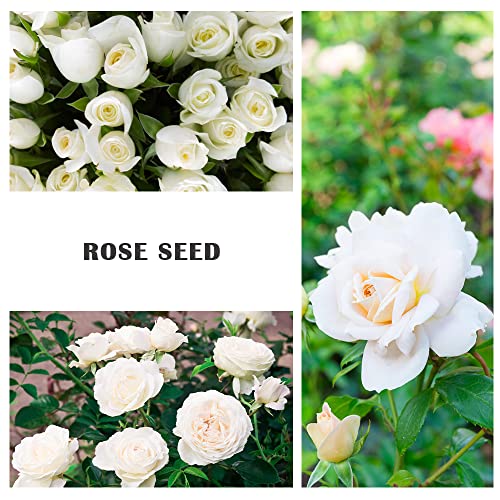 200+ White Rare Rose Seeds Multicolored Flower Non-GMO Heirloom Garden Home for Planting to Grow