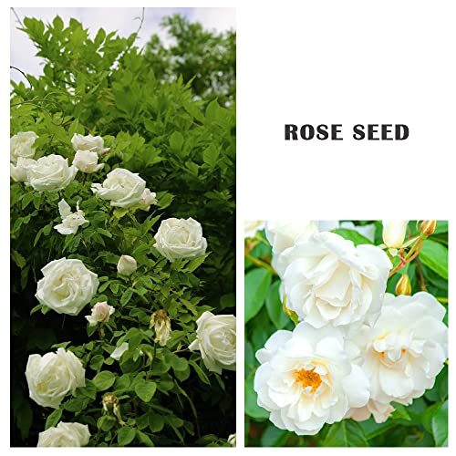 200+ White Rare Rose Seeds Multicolored Flower Non-GMO Heirloom Garden Home for Planting to Grow