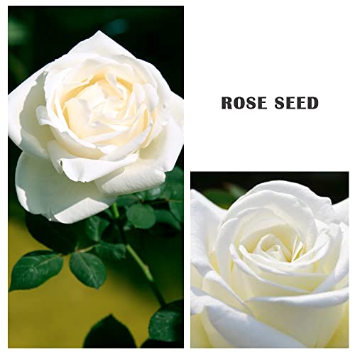 200+ White Rare Rose Seeds Multicolored Flower Non-GMO Heirloom Garden Home for Planting to Grow