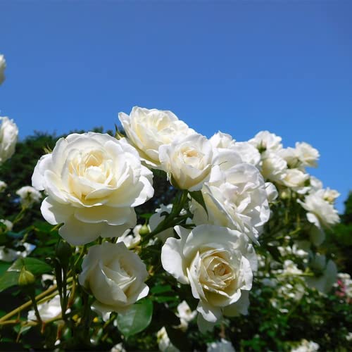 200+ White Rare Rose Seeds Multicolored Flower Non-GMO Heirloom Garden Home for Planting to Grow