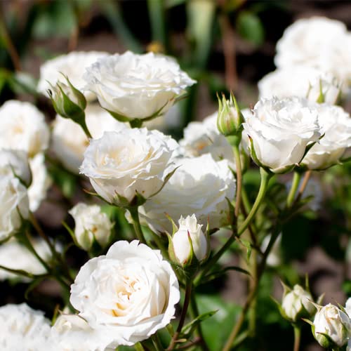 200+ White Rare Rose Seeds Multicolored Flower Non-GMO Heirloom Garden Home for Planting to Grow